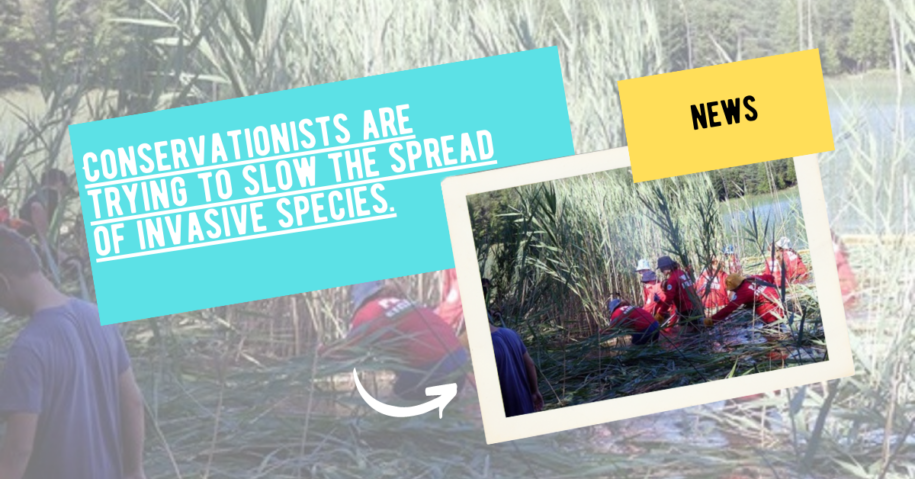 Conservationists are trying to slow the spread of invasive species.